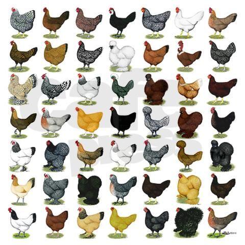 Les principes de Production de la Volaille et des Types de Taches ou de la Volaille