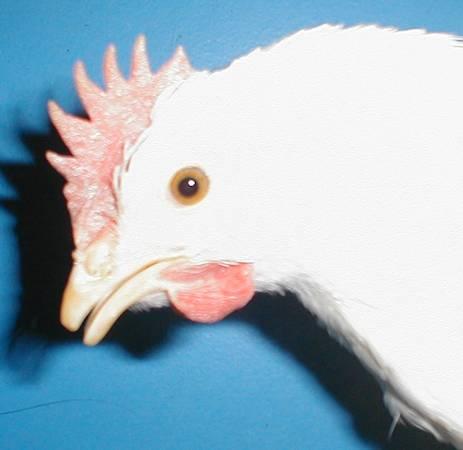 Poulet Debeaking (Bec Rognage): Guide Complet pour les producteurs de Volaille