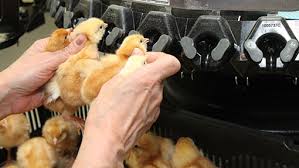 Poulet Debeaking (Bec Rognage): Guide Complet pour les producteurs de Volaille