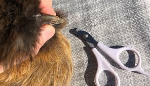 Poulet Debeaking (Bec Rognage): Guide Complet pour les producteurs de Volaille