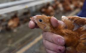 Poulet Debeaking (Bec Rognage): Guide Complet pour les producteurs de Volaille