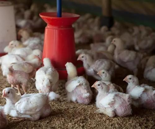 La Litière de volaille de Gestion: Guide Complet pour les Agriculteurs