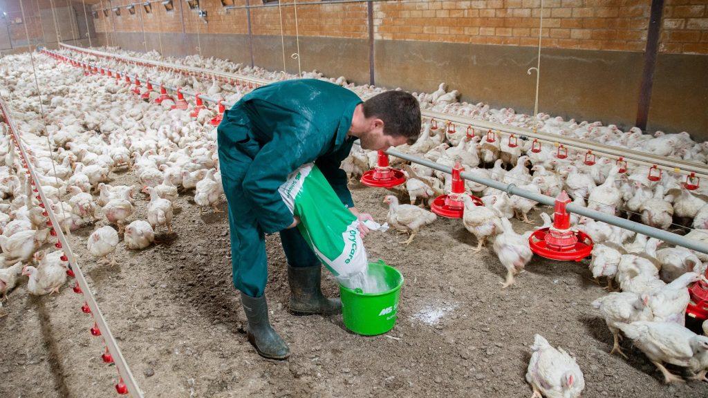 Combien de temps Peut-Litière de Rester sur la Volaille Sol Avant de le Changer?
