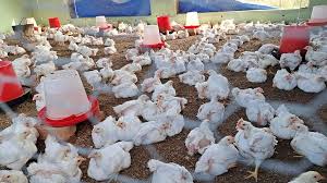 Combien de temps Peut-Litière de Rester sur la Volaille Sol Avant de le Changer?