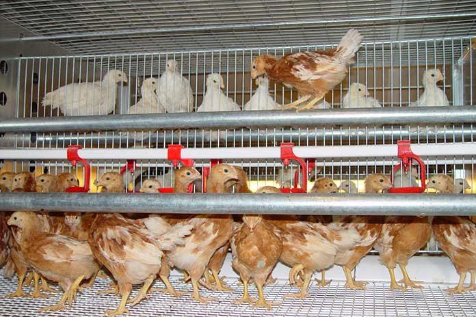 Coût de l'élevage des Poulettes à partir d'un Jour à l'entrée en ponte (Couches) au Nigeria