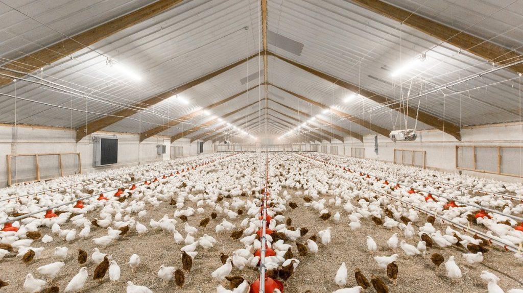 Coût de l'élevage des Poulettes à partir d'un Jour à l'entrée en ponte (Couches) au Nigeria