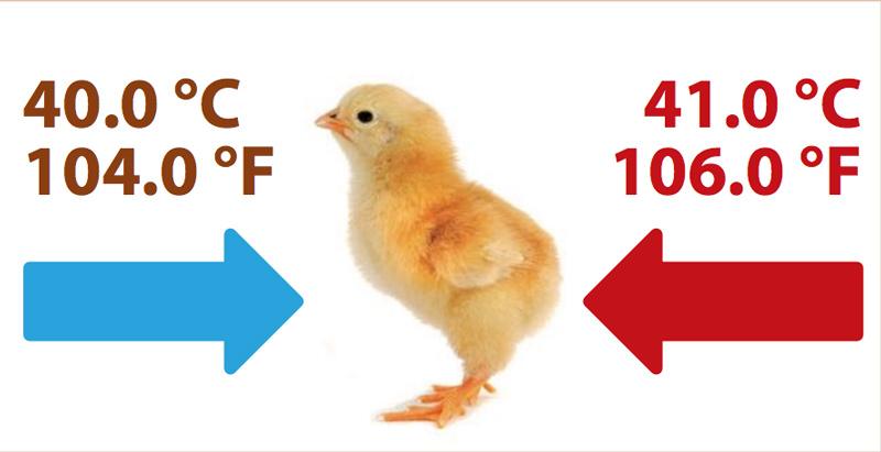 Recommandée pour la Durée de Poussins avec la Température Exigence