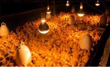 Recommandée pour la Durée de Poussins avec la Température Exigence