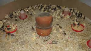 Recommandée pour la Durée de Poussins avec la Température Exigence