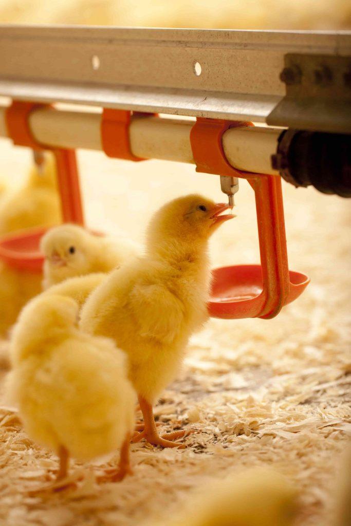 Recommandée pour la Durée de Poussins avec la Température Exigence