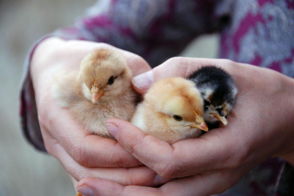 Recommandée pour la Durée de Poussins avec la Température Exigence