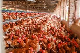 Facteurs Influant sur la Production d'Œufs dans les Couches et la Façon de Maximiser la production