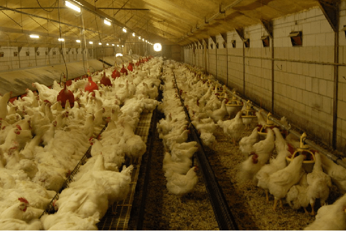 Facteurs Influant sur la Production d'Œufs dans les Couches et la Façon de Maximiser la production