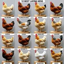 Comment Élever des Couches pour un Maximum de Production d'Œufs et les Profits