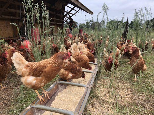 Guide de gestion pour les Couches pour le Meilleur de la Production d'Œufs