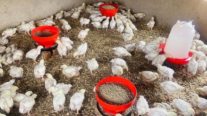 Bon les Poulettes Pratiques de Gestion pour améliorer les Performances