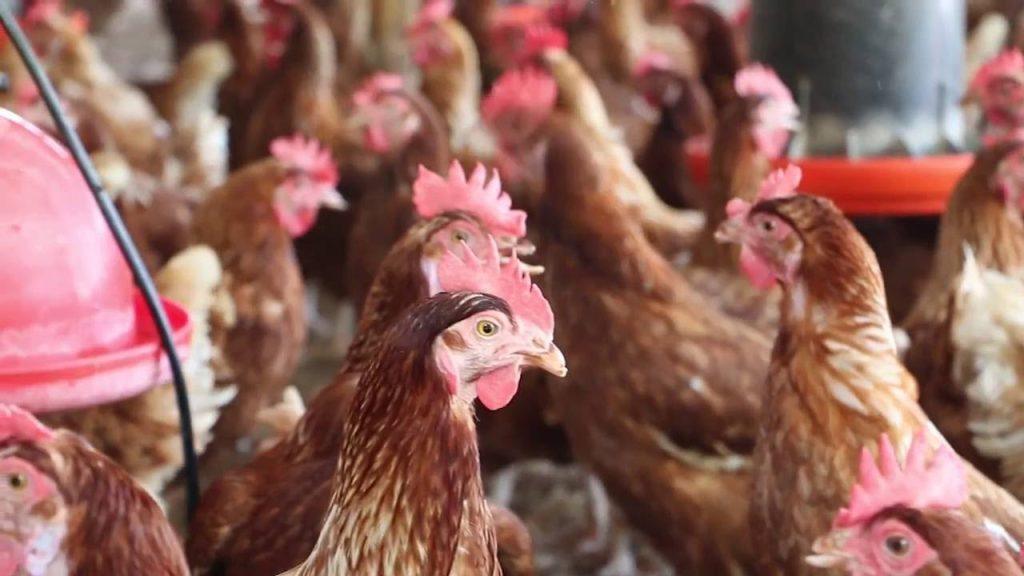 Bon les Poulettes Pratiques de Gestion pour améliorer les Performances