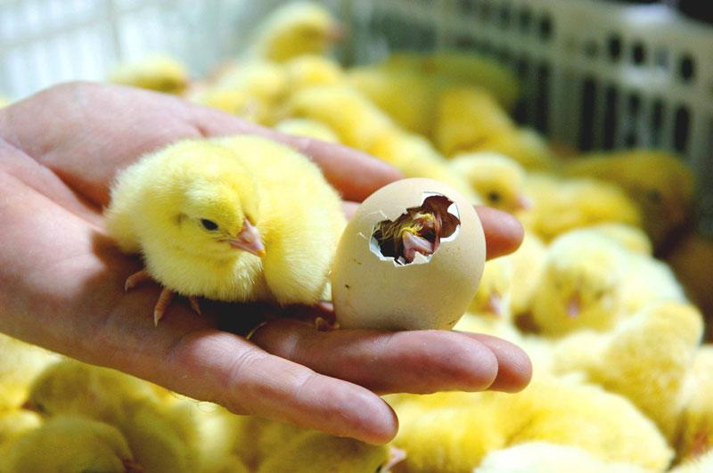 Poultry Farming Enterprises: A Complete Guide to Breeding, Egg Production, and Broiler Farming