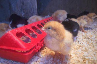 Les méthodes de Préparation pour l'Arrivée des Poussins