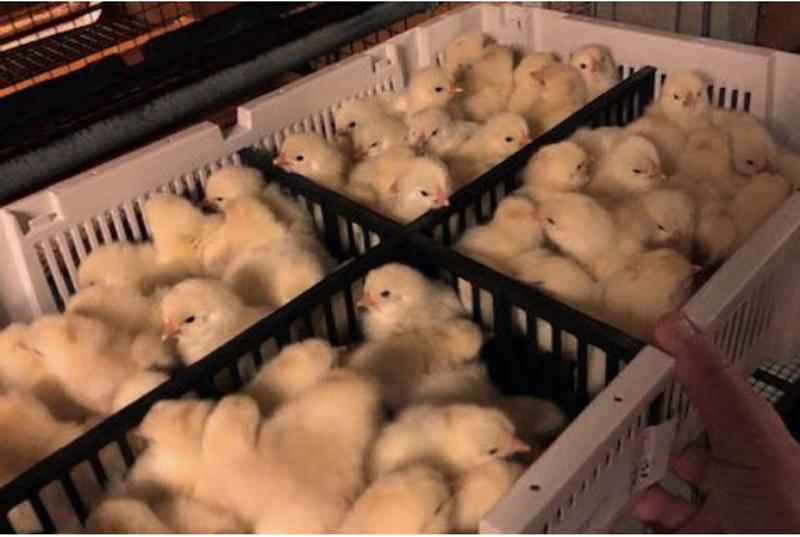 La Volaille Couvant Les Pratiques De Gestion