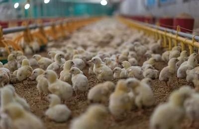 La Volaille Couvant Les Pratiques De Gestion