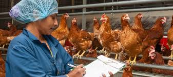 Bon de Poulets de chair Pratiques de Gestion pour améliorer les Performances