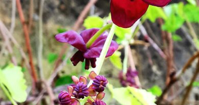 18 Medicinal Health Benefits of Akebia Trifoliata (chocolate vine)