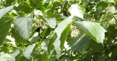 10 Medicinal Health Benefits of Alangium (Alangium salvifolium)