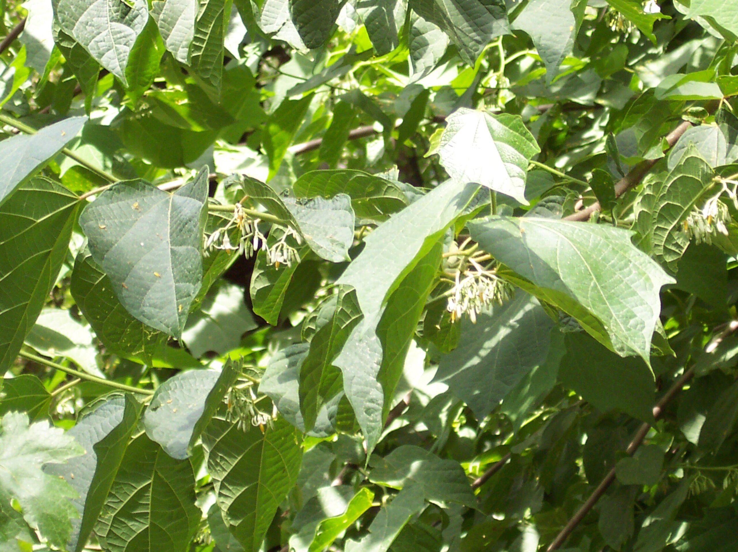 10 Medicinal Health Benefits of Alangium (Alangium salvifolium ...