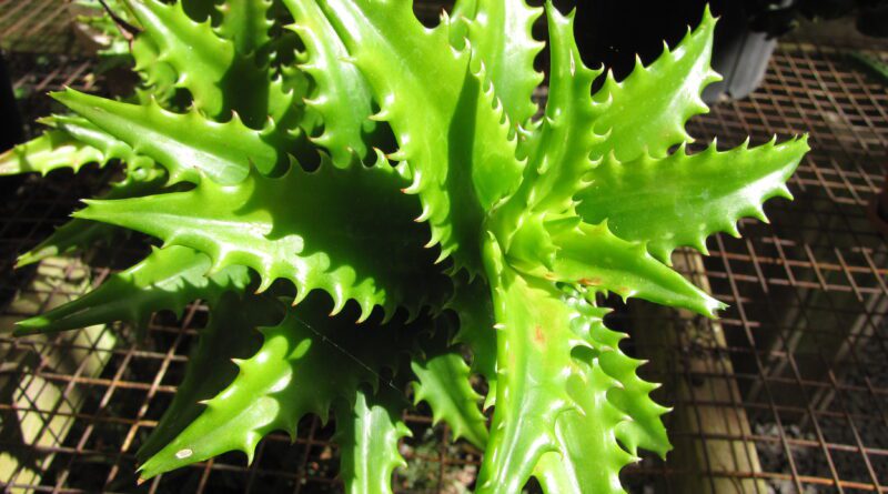 12 Medicinal Health Benefits of Aloe buettneri (Mountain aloe)