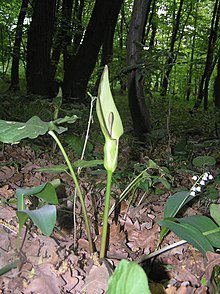 8 Medicinal Health Benefits of Arum cylindraceum (Wild Arum)