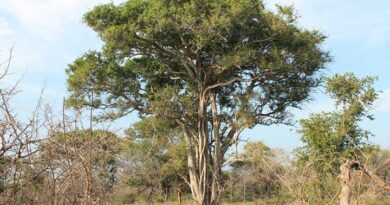 10 Medicinal Health Benefits of Balanites angolensis (African Torchwood)
