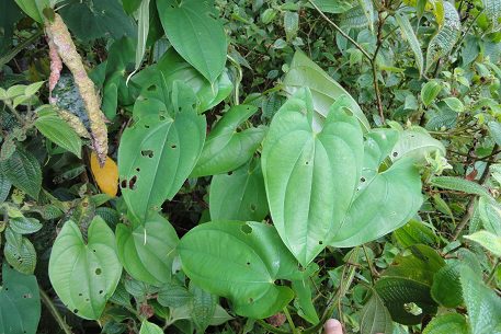  Yam Leaves