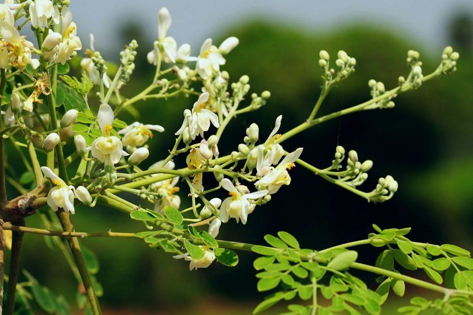Medicinal Health Benefits of Drumstick tree (Moringa oleifera)