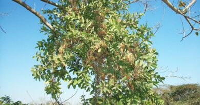 10 Medicinal Health Benefits of Erianthemum dregei (Wild Pomegranate)