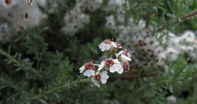 10 Medicinal Health Benefits of Eriocephalus africanus (Wild Rosemary)