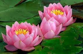 10 Medicinal Health Benefits of Water-lily (Nymphaea)