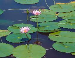 9 Medicinal Health Benefits of Water-lily (Nymphaea)