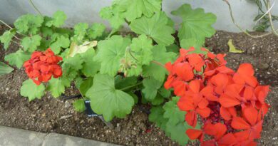 20 Medicinal Health Benefits of Pelargonium inquinans (African geranium)