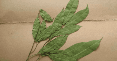 10 Medicinal Health Benefits of Hunteria congolana (Bush Mango)