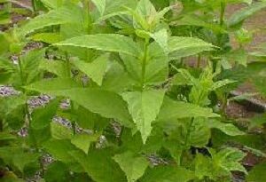 7 Medicinal Health Benefits of Scrophularia ningpoensis (Ningpo Figwort)