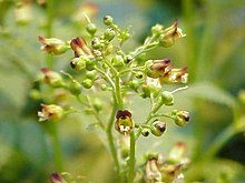 8 Medicinal Health Benefits of Scrophularia nodosa (Common Figwort)