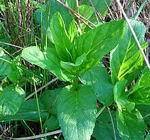 7 Medicinal Health Benefits of Scrophularia umbrosa (Figwort)