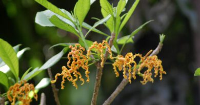 8 Medicinal Health Benefits of Strophanthus boivinii (Twisted Cord Flower)