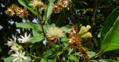 20 Medicinal Health Benefits of Vernonia amygdalina (Bitter Leaf)