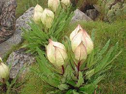 8 Medicinal Health Benefits of Saussurea obvallata (Brahma Kamal)