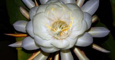 brahma kamal image