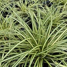 A Guide to Growing and Caring for Carex Grass (Carex)