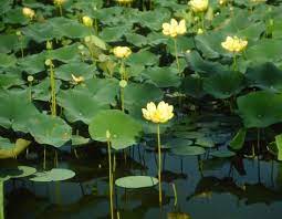 11 Medicinal Health Benefits of Yellow Water-lily (Nuphar advena)