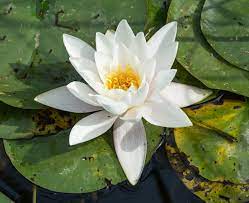 9 Medicinal Health Benefits of White Water-lily (Nymphaea Alba)